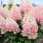 Hortenzia metlinatá (Hydrangea paniculata) ´CANDLELIGHT´® - výška 40-60 cm, kont. C3L